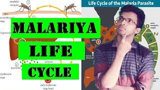 The easiest way to remember  malaria life cycle | Plasmodium