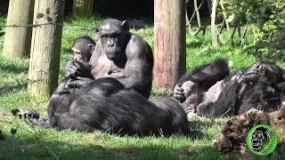 Chester Zoo Chimps Relaxing In The Sun | relaxing asmr