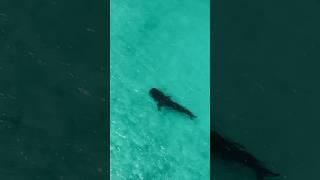 Whale shark inside the lagoon of Maldives island