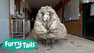 Overgrown Sheep Gets First Shear In Years  | Furry Tails