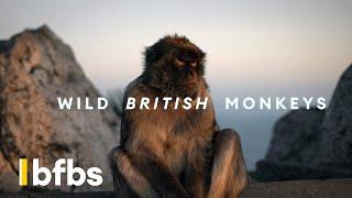 Gibraltar: Why There's Wild Monkeys, WW2 Tunnels and British Forces | BFBS