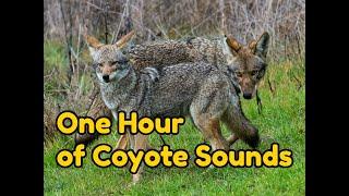 One (1) Hour of Coyote Sounds -  Coyotes at night, howling, yipping and more...