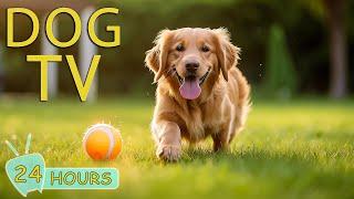 DOG TV: Video Entertainment Help for Dogs Relax, Fun & Happy When Home Alone - Best Music for Dogs