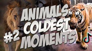 Animals coldest moments Part 2