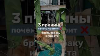 3 причины почему не стоит брать собаку из приюта #приютдлясобак #приютпечатники