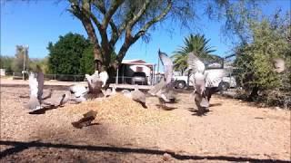 Some Birds of Mesa Arizona - SDC Television