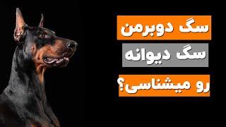 معرفی سگ دوبرمن و بدی ها و خوبی های این نژاد