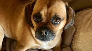 Georgie Puggle talks doodies