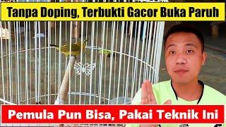 Ini Rahasianya  Perawatan Burung Pleci Dari Ombyokan | Cara Merawat Pleci Ombyokan Agar Cepat Gacor