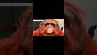 It sat there, like the elder of the orangutan family #animals #orangutan #animatronic #simulation