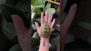 Newest Fig size update  #petslover #tortoiselove #tortoisevideo