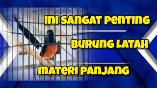 lakukan ini agar burung terbiasa membawa materi panjang