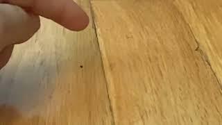 Crushing a ant in slow motion