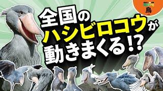 【ハシビロコウが動く!?】あの動かない鳥が動く！動く！動きまくる!!