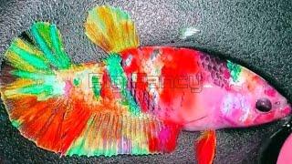 124"Most Beautiful Betta Fish: Stunning Colors & Gorgeous Betta Fish Tanks