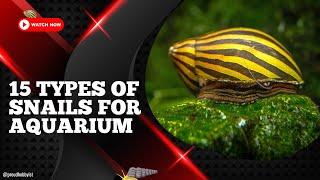 15 Types of Snails for Aquarium | Proud Hobbyist