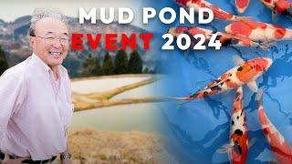 It's Finally Here - NND Mud Pond Event 2024 | Japanese Koi For Sale