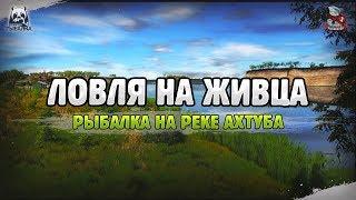 Белорыбица. Река Ахтуба  Русская рыбалка 4