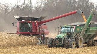 Corn Harvest 2023 | Case IH 8230 Axial-Flow  Combine Harvesting Corn | Ontario, Canada