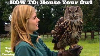 TOP TIPS: How To House Your OWL, Owl Aviary, Feeding Your Owl, Where to Fly Your Owl & More!