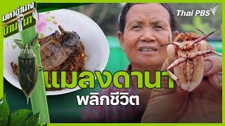 แมลงดานา พลิกชีวิต | มหาอำนาจบ้านนา