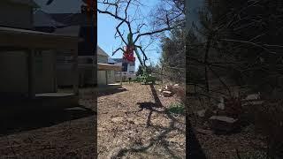 Merlo, tree work. grapple saw. #merlo #grapplesaw #arborist #treework #chainsaw #crane