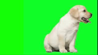 Green screen dog effect