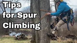 Tree Climber Tips For Tree Climbing on Spurs | Arborist Tree Climbing Techniques