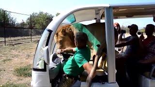 Lion licks tourists in Crimea