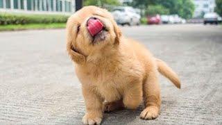 These Golden Retriever PUPPIES will make you LAUGH your HEAD OF  Funniest Animal Videos