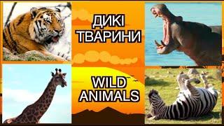 Wild animals. Animal sounds for children