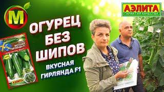 ОГУРЕЦ БЕЗ ШИПОВ – Гибрид Вкусная Гирлянда F1