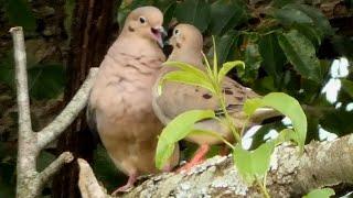 Mourning dove call / coo / sounds | Bird