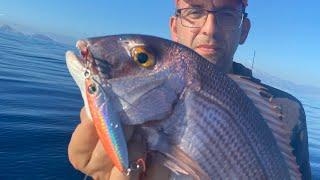 slow jigging technique. live strike pargus.