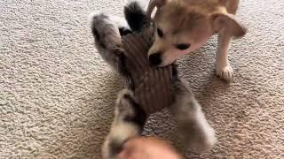 Cute Dog FOX Rabbit Wrestling #tugofwar #stuffedanimals #cutedog#dogplay