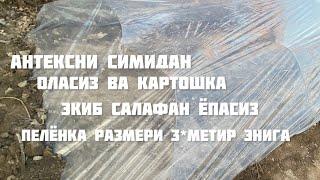 Эрта пишар картошка экиш сирлари пелёнкага экилади 25-январьда Шунда пишади 5-майда 