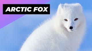 Arctic Fox  The Arctic's Cutest Predator!