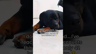 #music #song #cover #coversong #lyrics #dog #rotter #dogowner #rottie #funny