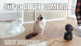 Caught red-handed! Mia bit Jerrie's butt | Cats' reaction to SiiPet - AI Pet Camera