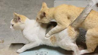 Cat matting love season | cat mating first time | cat mating call | Cat love #cat #love