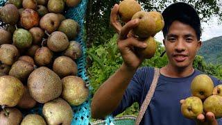 Collecting Juicy Pears in Arunachal Pradesh: A Summer Fruit Adventure.