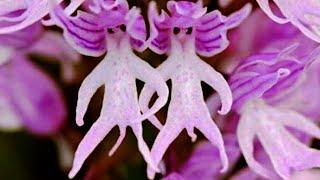 10 Weirdest Orchids In The World