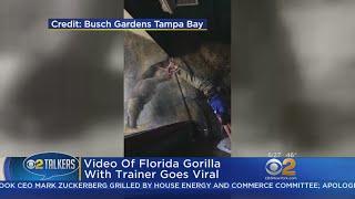 Video Of Florida Gorilla With Trainer Goes Viral