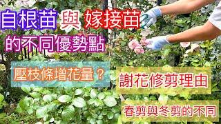 剪謝花壓枝條｜自根苗與嫁接苗的健壯優勢點為何？您會選種哪一個？Which one is better? Bare root or grafted?