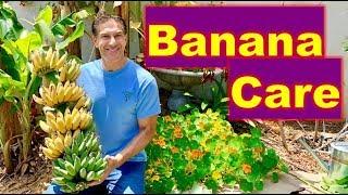 5 BANANA CARE TIPS | Harvesting, Cloning, Transplanting, Feeding & Mulching