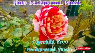 Copyright Free Backround Music || Flute Background Music No Copyright