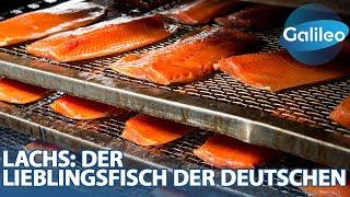 1000Kg Lachs pro Tag! "Galileo"- Reporterin Nadine bei der Räucherlachs-Herstellung