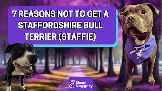 7 Reasons Not To Get A Staffordshire Bull Terrier (Staffie)