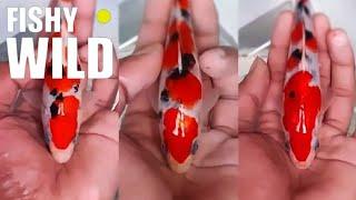 Ultimate Guide to Stunning Koi: Expert Tips and Breathtaking Footage!