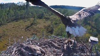 White tail eagle attack osprey nest and steal on chick | #4 Sääksilive (Osprey Cam) | July 26, 2024